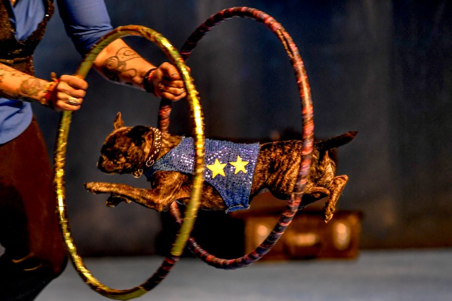 Frank Perondis Stunt Dog Experience  performed at the Blizzard theater Friday April 27