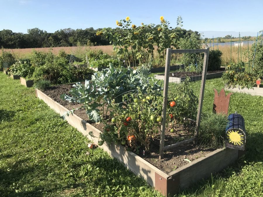 Spartan Food Pantry garden maintained by Elgin Community College Phi Theta Kappa honor society students at Advocate Sherman Hospital Community Garden and Prairie.