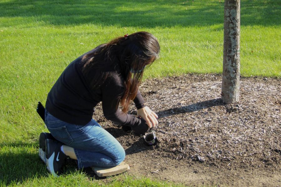 A student plants a bulb outside of Building B. Plant A Bulb Day, which took place on Oct. 20, was part of Make a Difference Week. The event was sponsored by Student Life, Phi Theta Kappa and ECC Grounds Team.