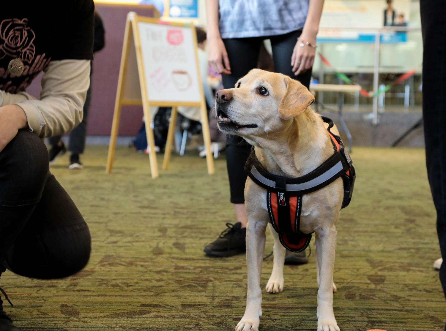 Stress Free Zone offers distraction for students