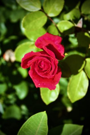 A rose in full blossom near Building B. 