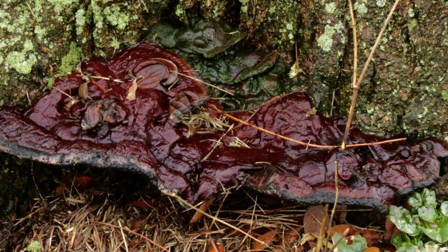 Ganoderma Lucidum, a red shelf mushroom native to Illinois, is found on ECCs campus. 