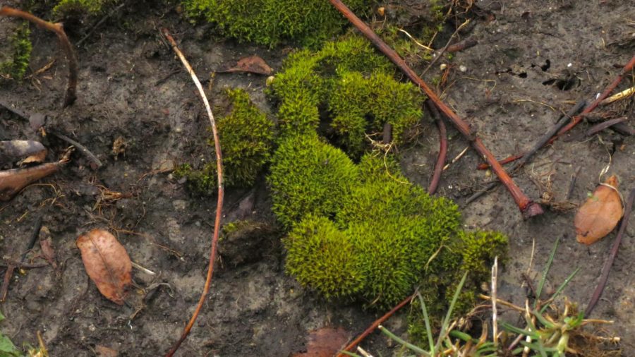 Weissia Controversa (also called Pigtail Moss) found on ECCs campus.