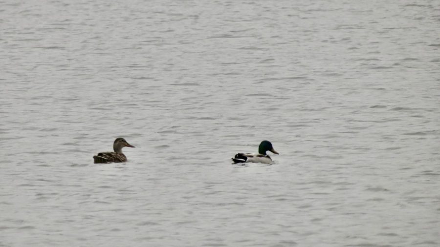 Two ducks swimming in Lake Spartan on April 4, 2023.