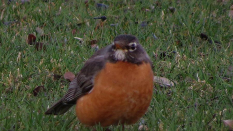 A robin looks for food on ECCs campus.