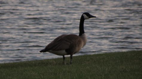 a goose stands by the water of Lake Spartan on April 4, 2023.