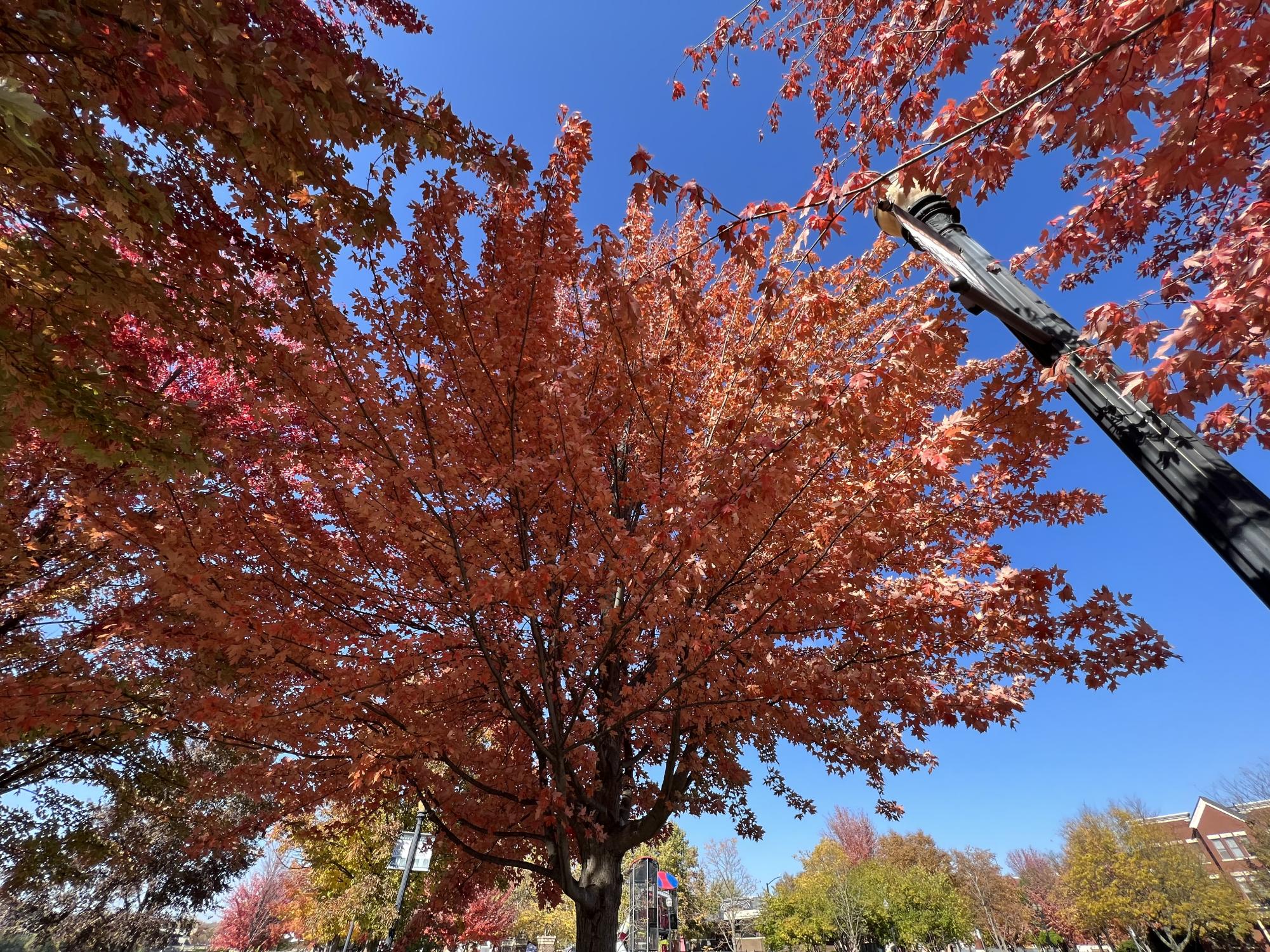 Photos: autumn foliage reaches its peak colors across the Elgin area