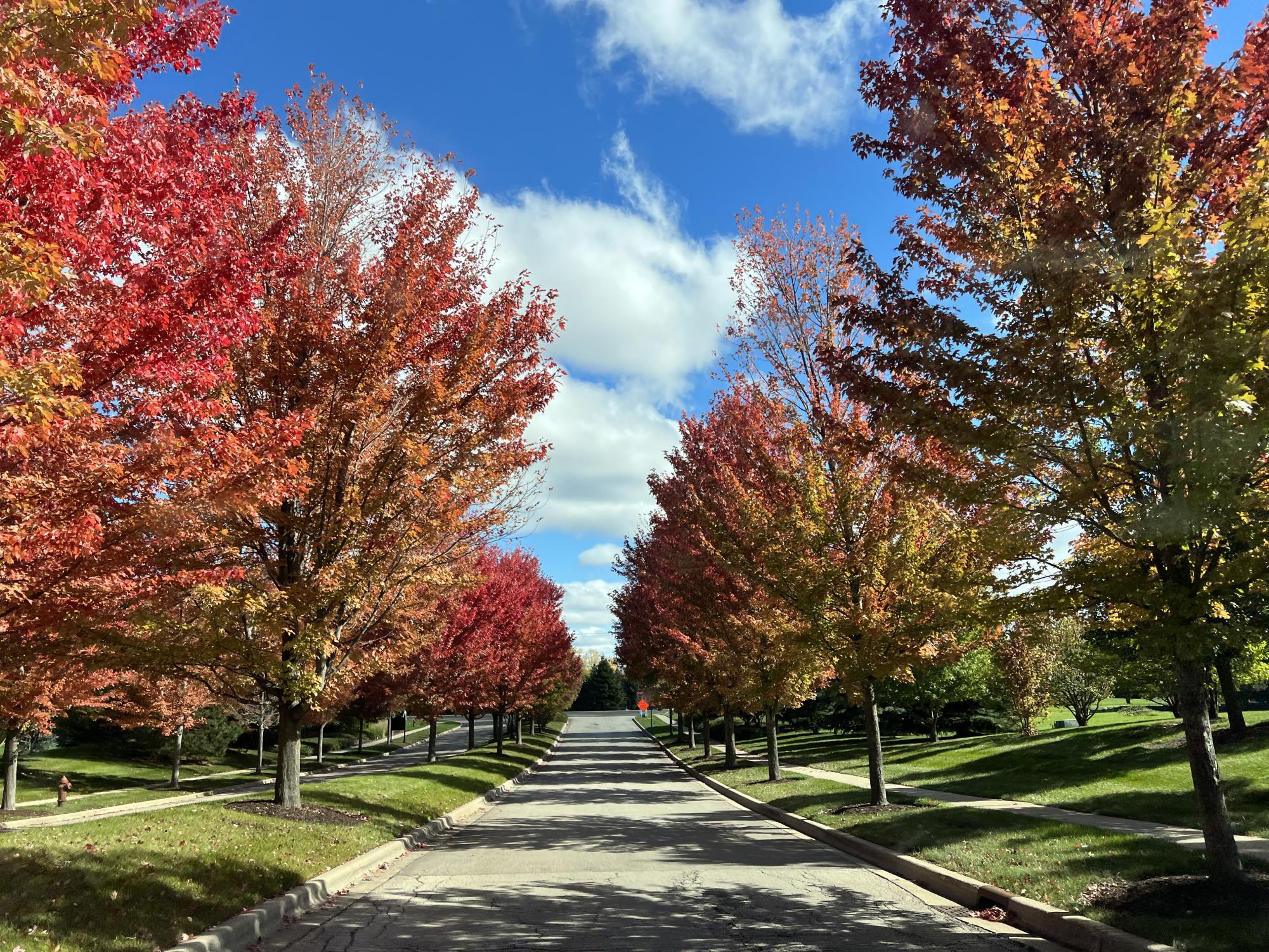 Photos: autumn foliage reaches its peak colors across the Elgin area