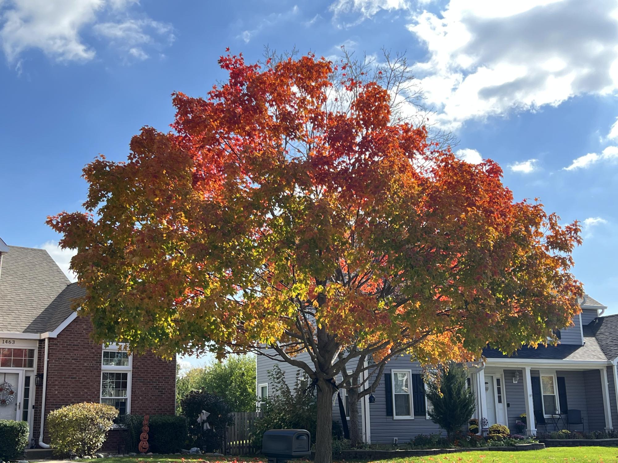 Photos: autumn foliage reaches its peak colors across the Elgin area