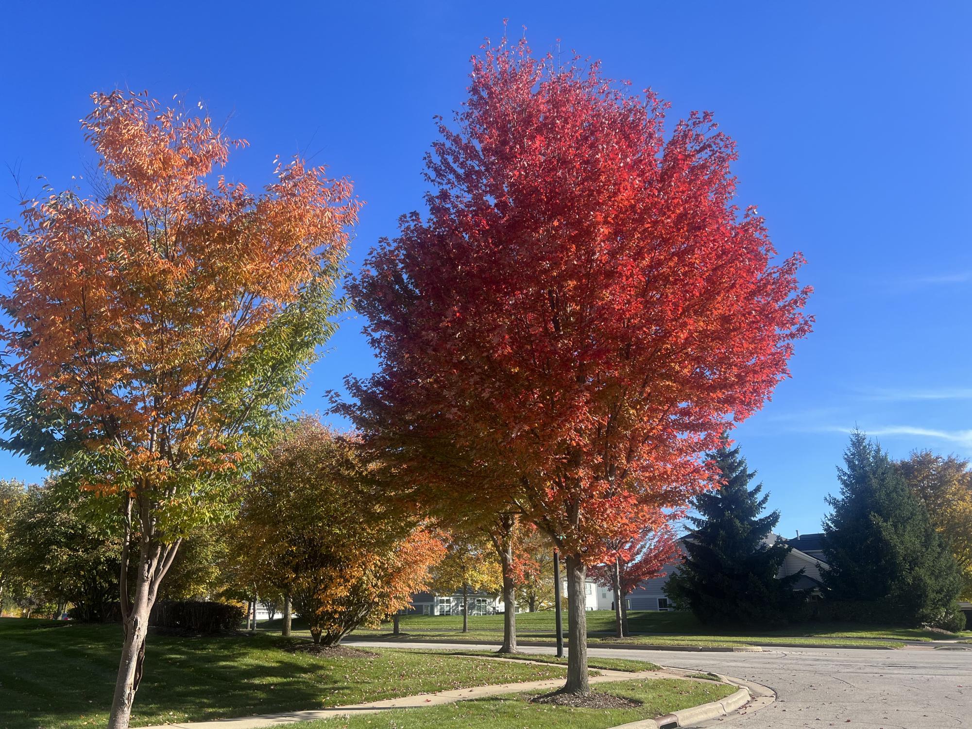 Photos: autumn foliage reaches its peak colors across the Elgin area