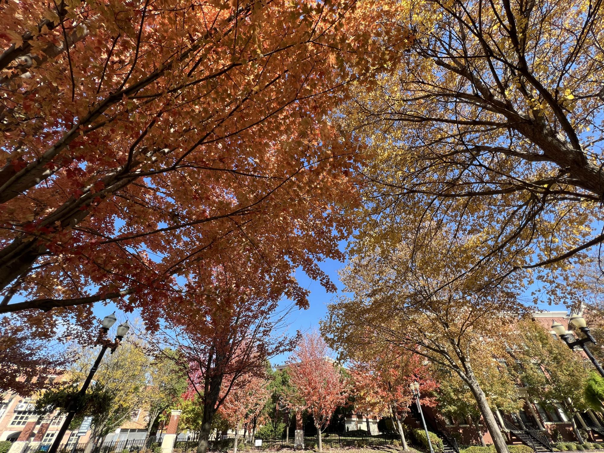 Photos: autumn foliage reaches its peak colors across the Elgin area