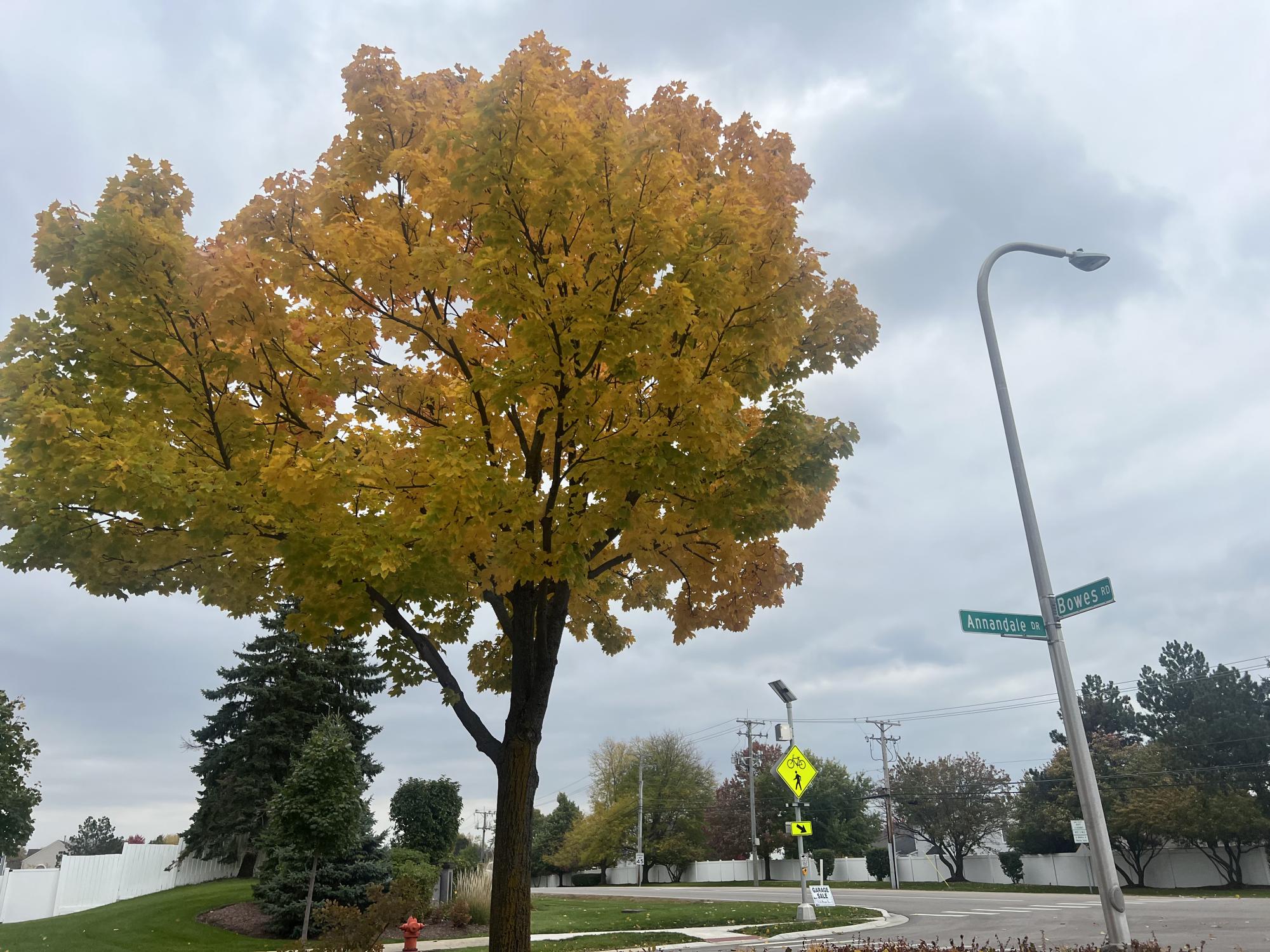 Photos: autumn foliage reaches its peak colors across the Elgin area