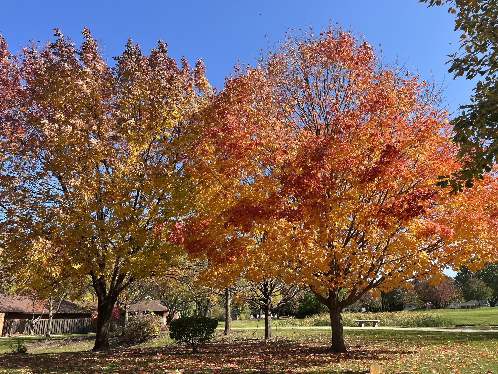 Photos: autumn foliage reaches its peak colors across the Elgin area