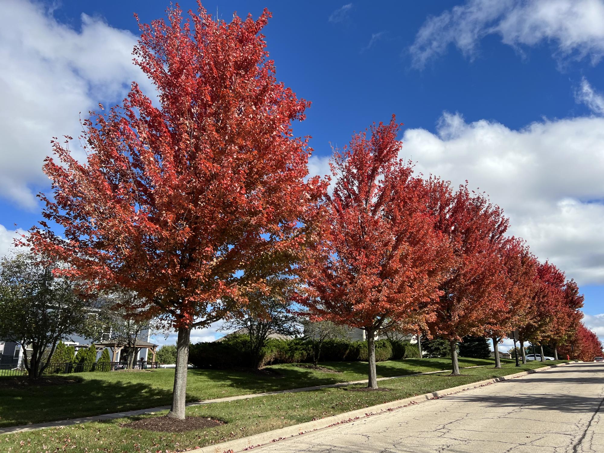 Photos: autumn foliage reaches its peak colors across the Elgin area