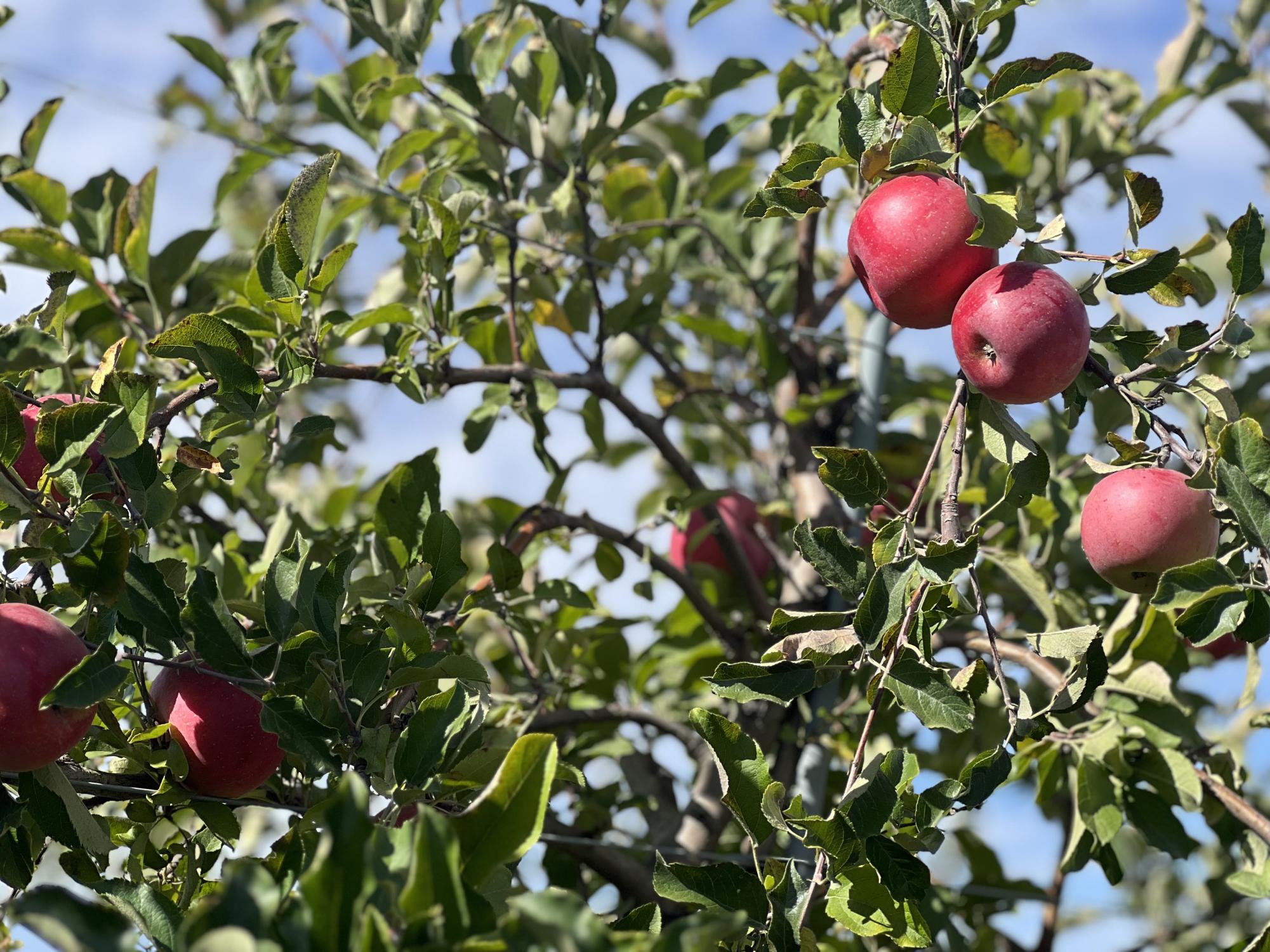 Review: fall festival at Goebbert's Farm in Pingree Grove