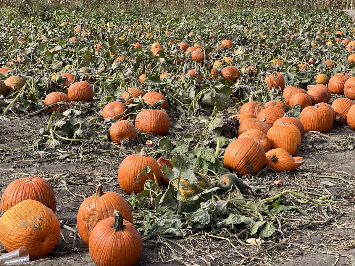 Numerous pumpkins of various shapes and sizes sit in the pumpkin patch at Goebberts Farm in Pingree Grove, IL on Oct. 10, 2023.