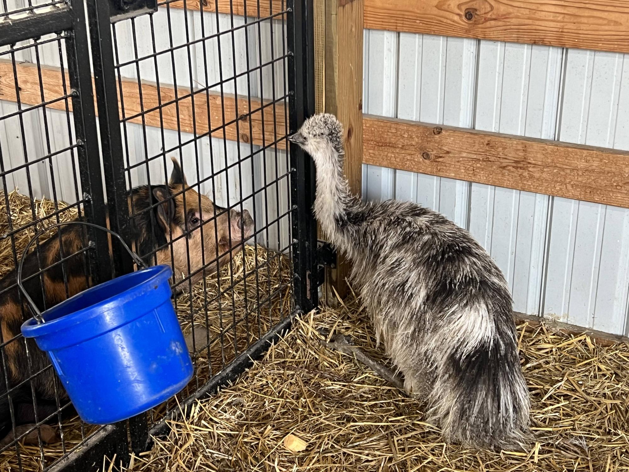 Review: fall festival at Goebbert's Farm in Pingree Grove