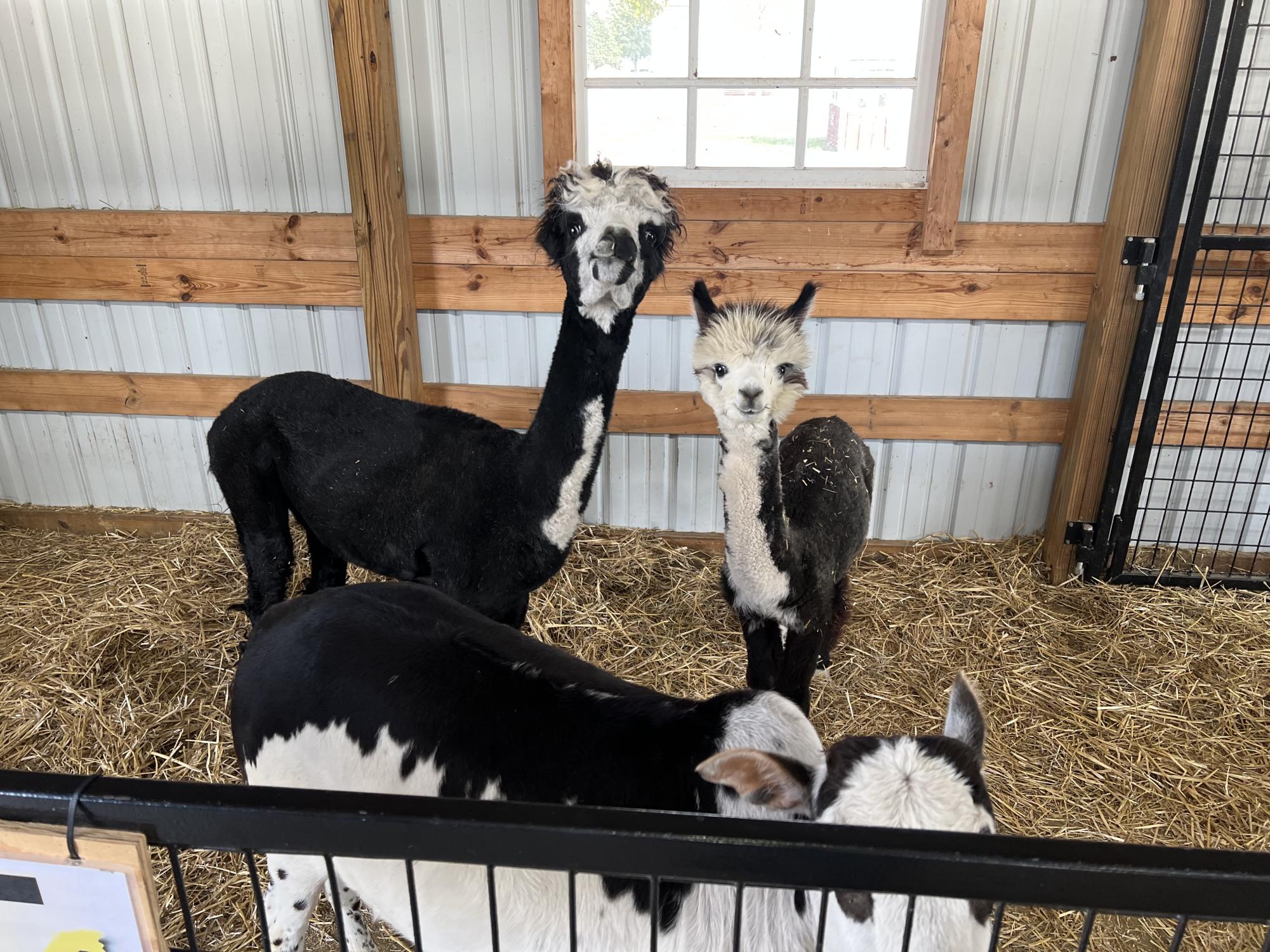 Review: fall festival at Goebbert's Farm in Pingree Grove