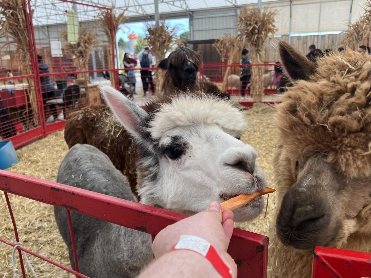 A llama eats a carrot stick out of the hand of Observer staff writer Kyle Mohr as an alpaca and another llama look on in the large animal tent at Goebberts Farm in Pingree Grove, IL on Oct. 10, 2023.