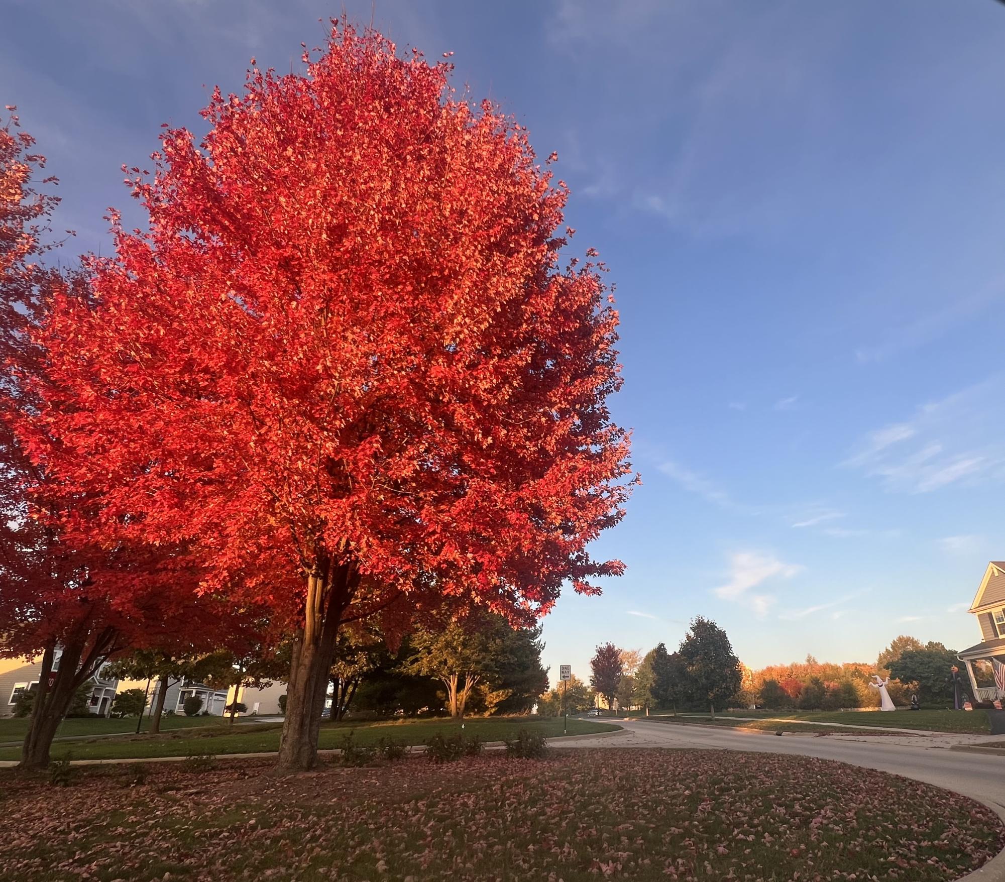 Photos: autumn foliage reaches its peak colors across the Elgin area