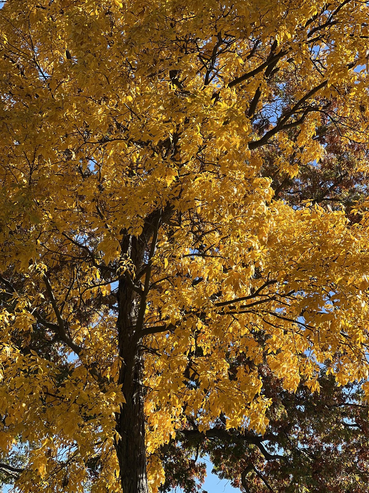 Photos: autumn foliage reaches its peak colors across the Elgin area