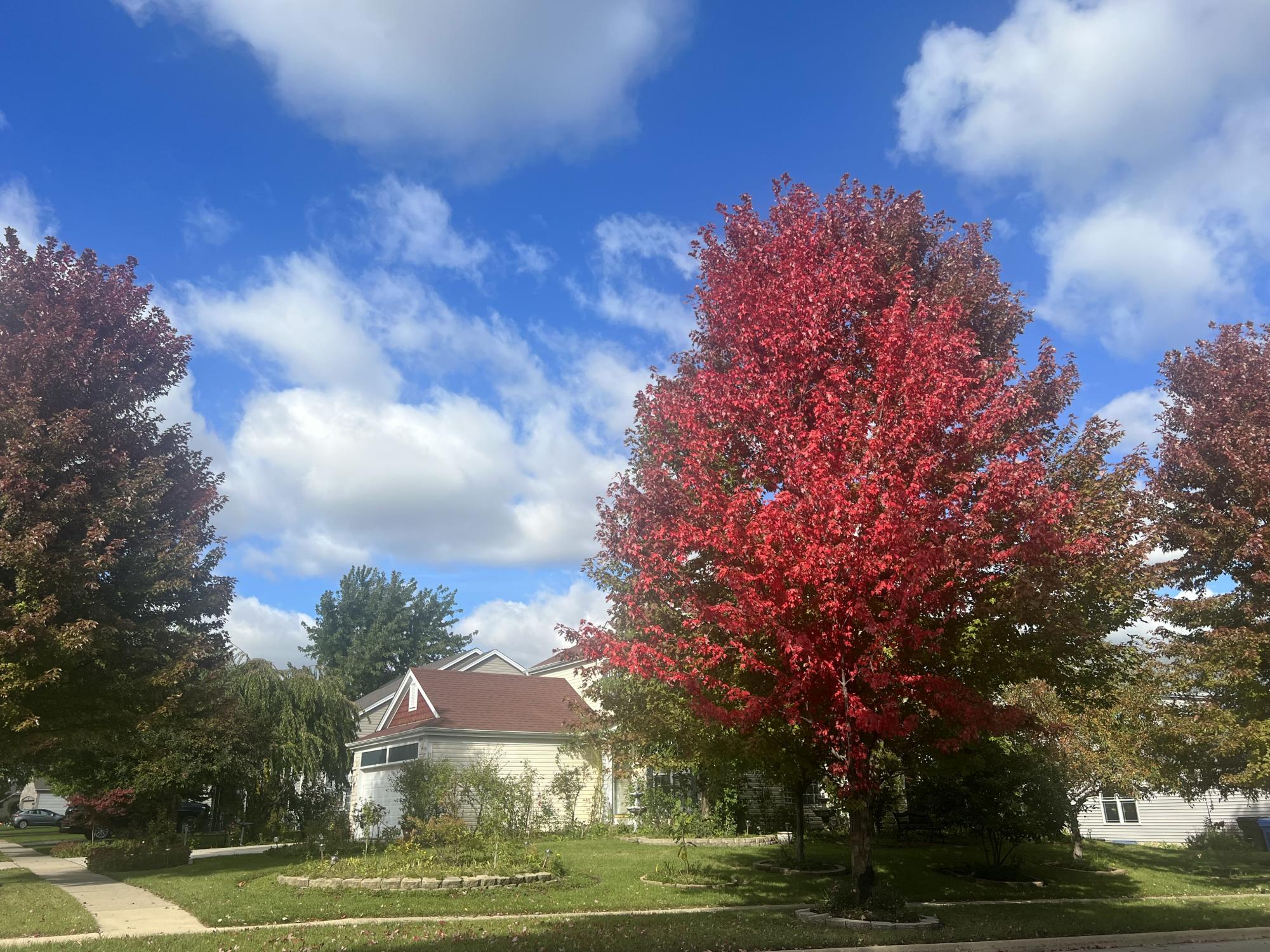 Photos: autumn foliage reaches its peak colors across the Elgin area