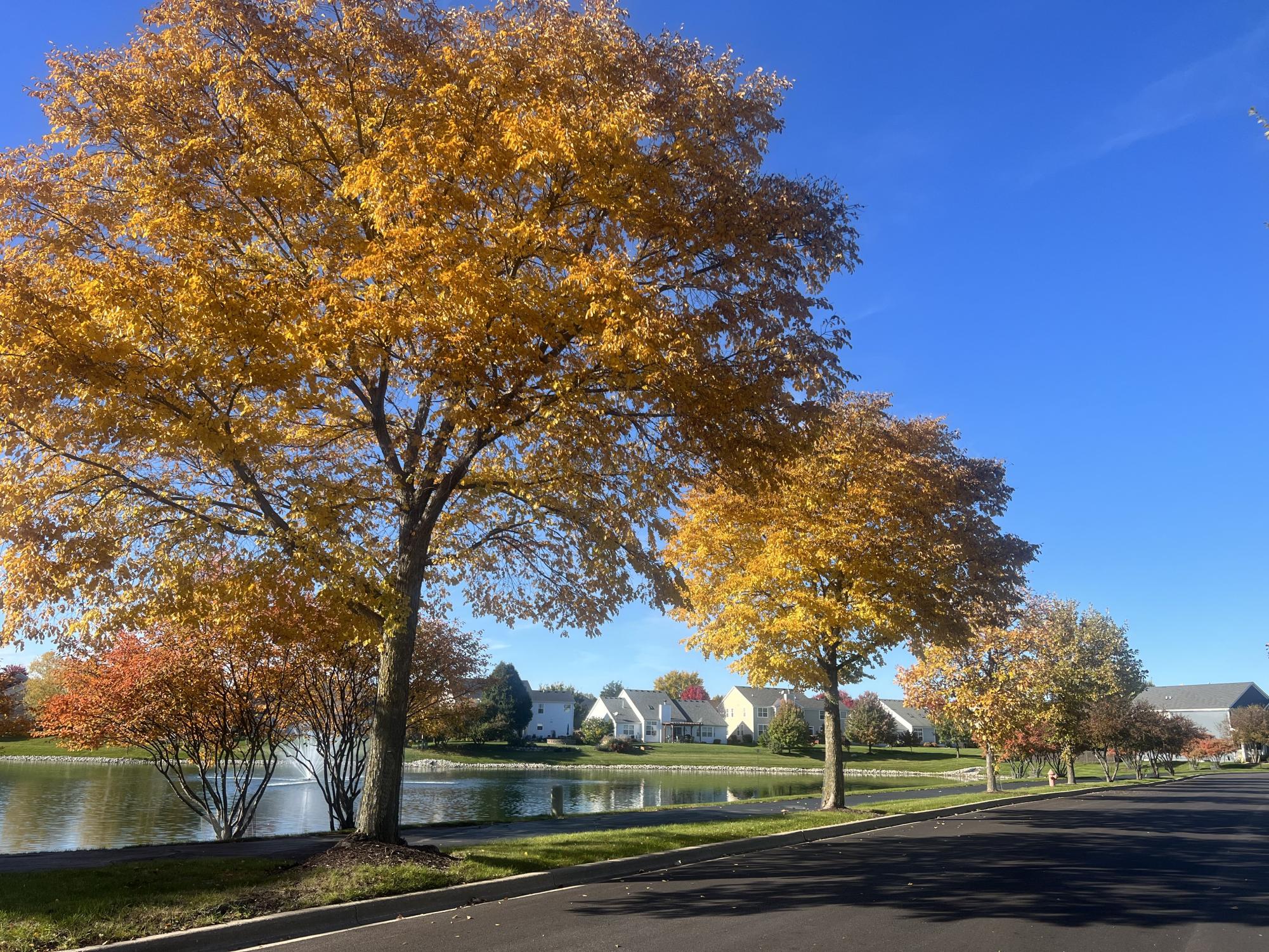 Photos: autumn foliage reaches its peak colors across the Elgin area