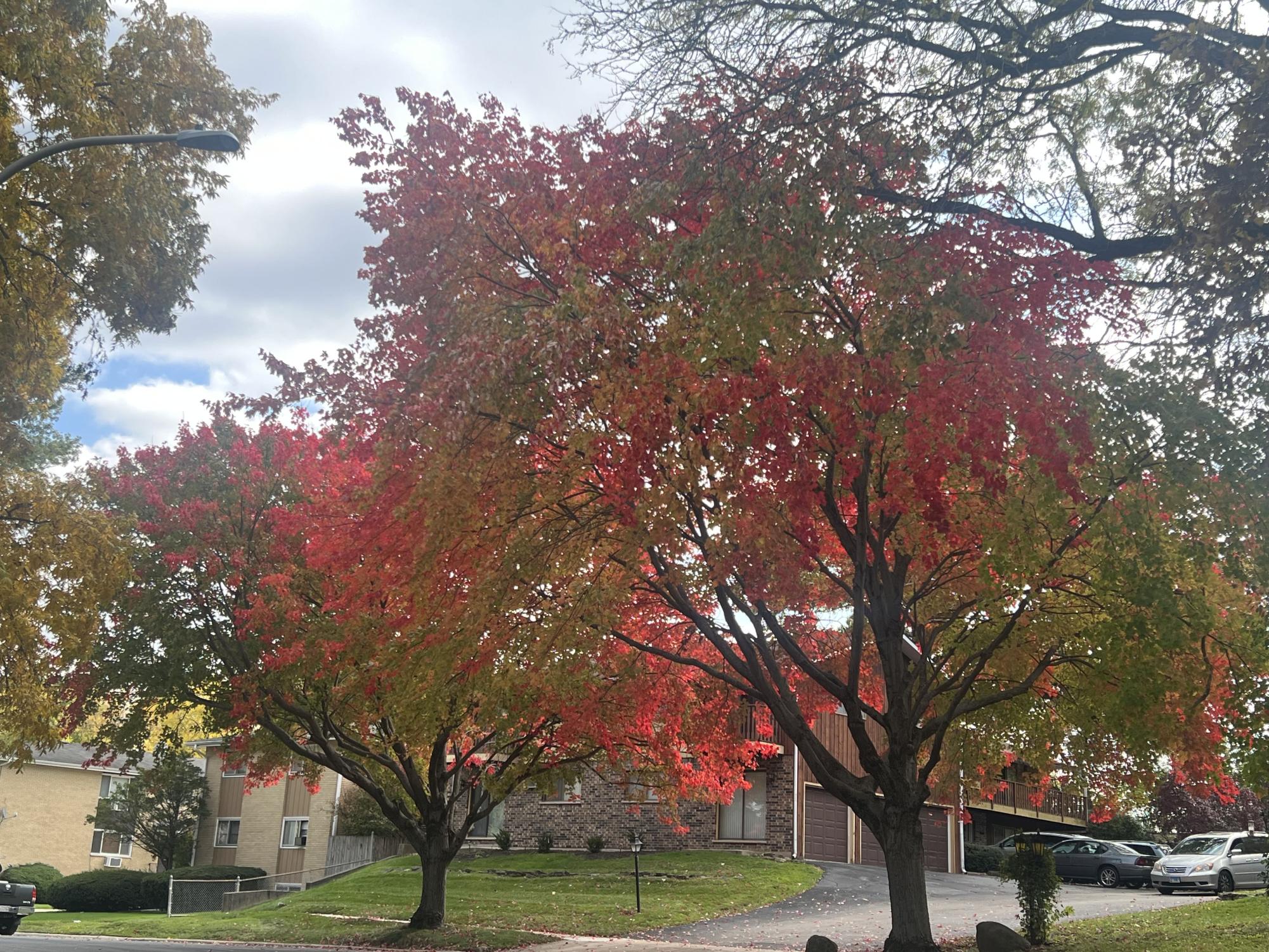 Photos: autumn foliage reaches its peak colors across the Elgin area