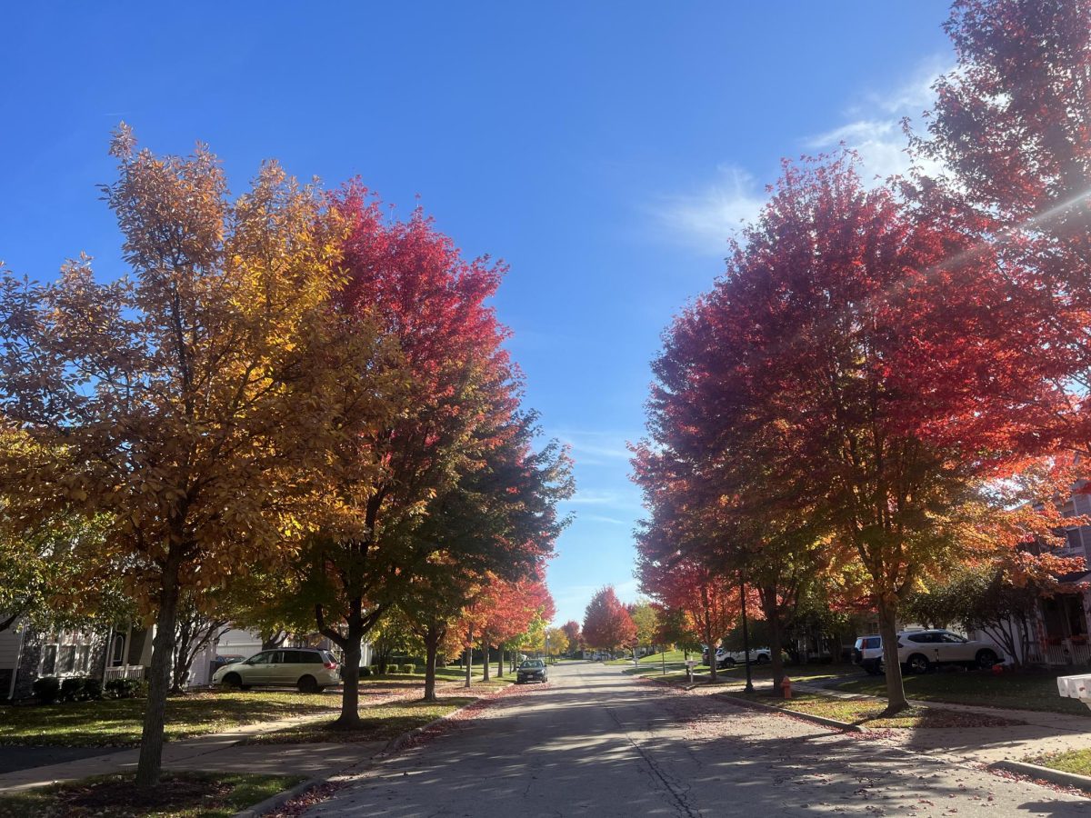 Sugar Maple and Red Maple trees display their autumn colors on Victoria Lane in Elgin, IL on Oct. 22, 2023.