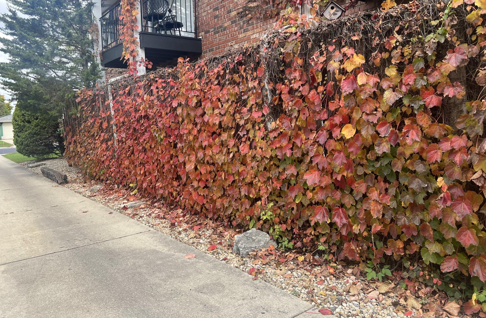 Photos: autumn foliage reaches its peak colors across the Elgin area