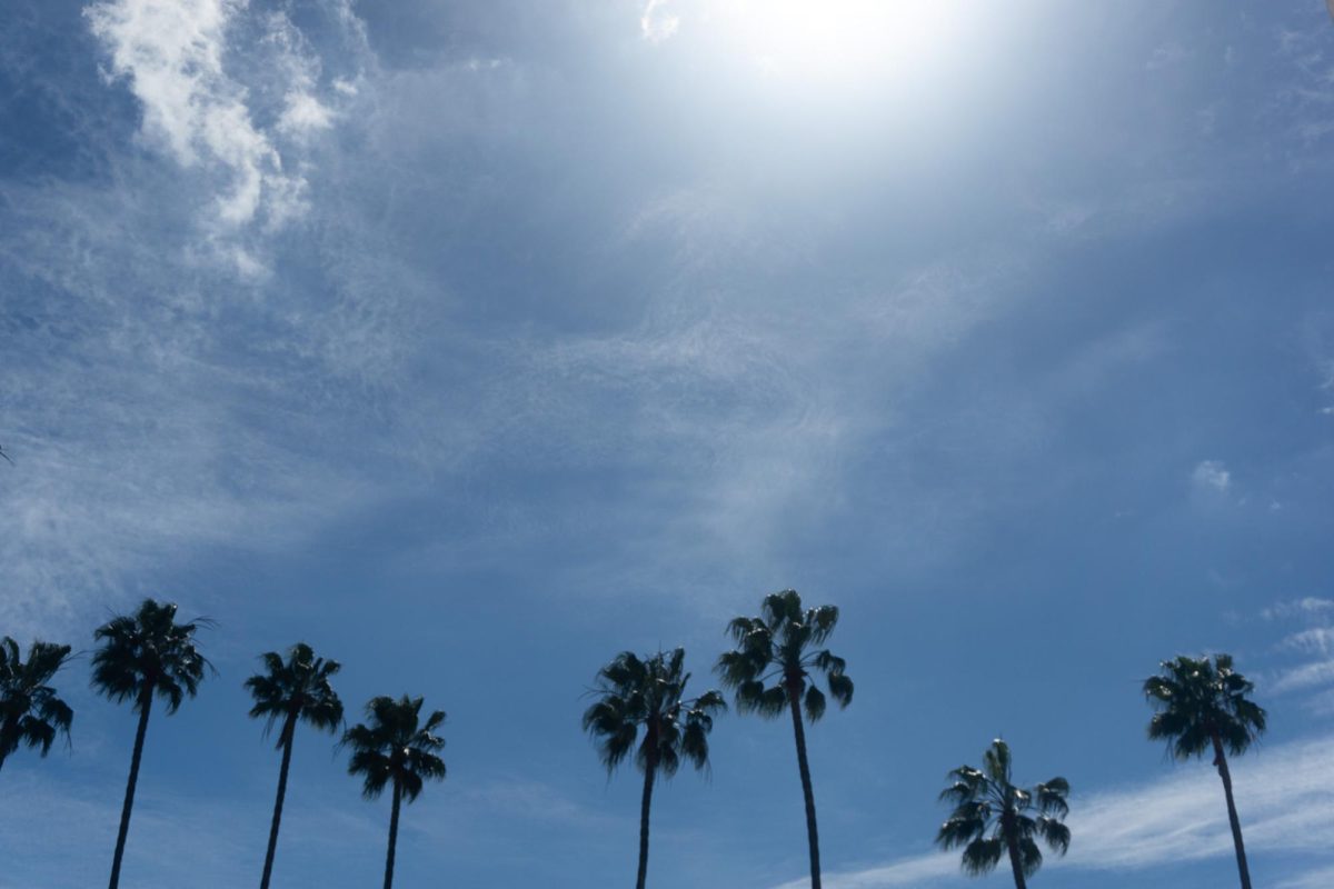 Palm trees in San Diego, California on Mar. 6, 2024. 