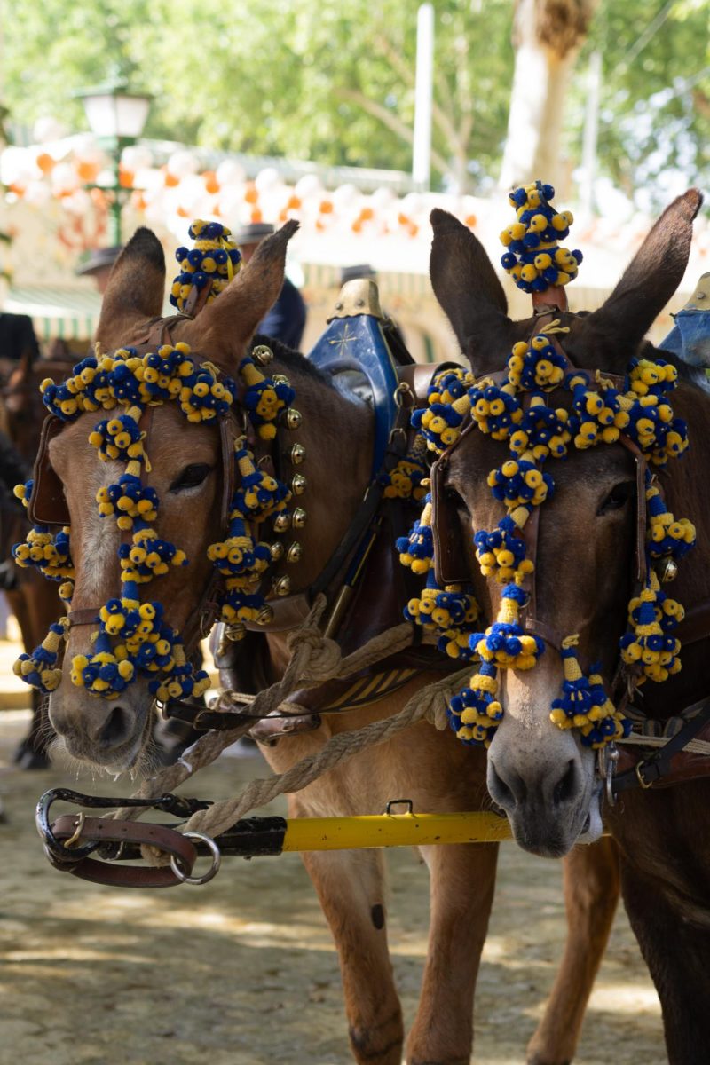 Horses are often adorned with decorations including fresh flowers, pom-poms and bells. 