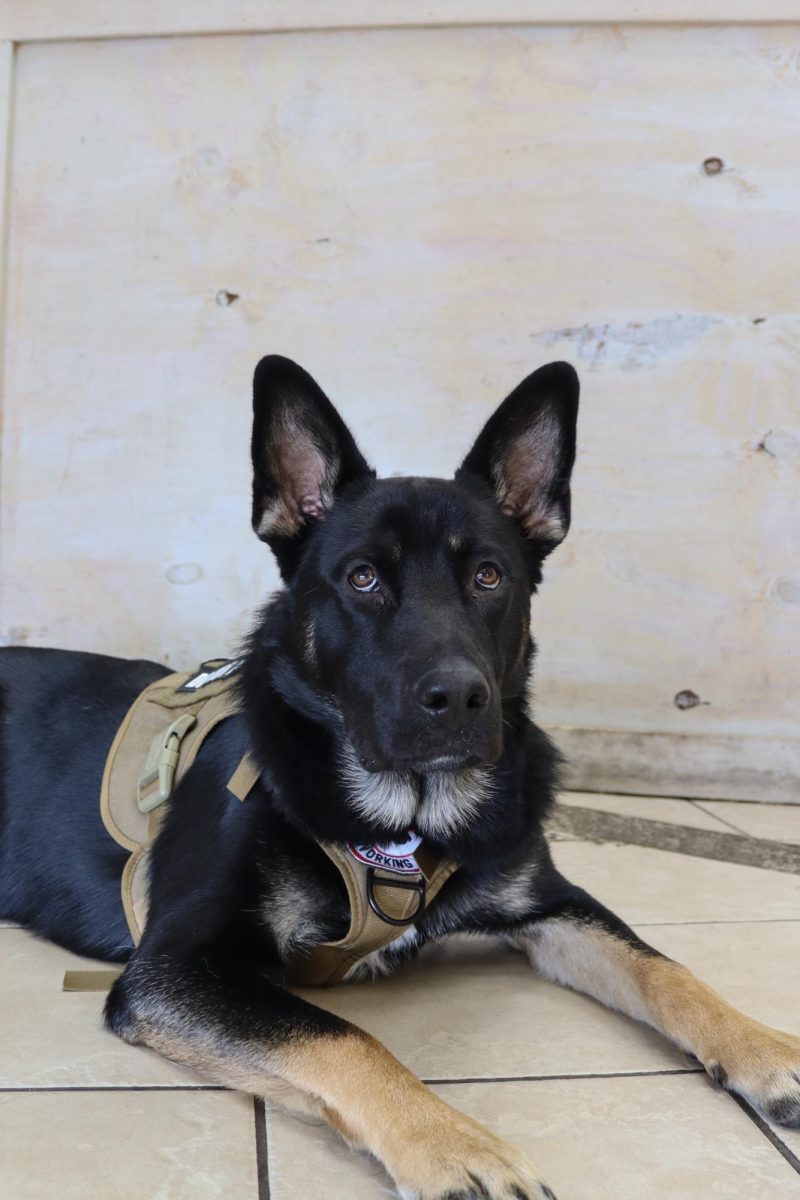 German Shepherd, Drago, laying on the floor of Woofbeach Sands Grooming and Dog Training Center on September 19, 2025. Drago has been through Woofbeach's advanced obedience training and is now training to become a service dog, where he will retrieve items for his owner and help with her mobility. 