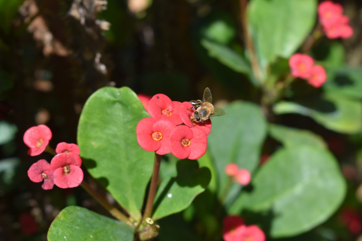 A bee collects nectar while pollinating a flower.