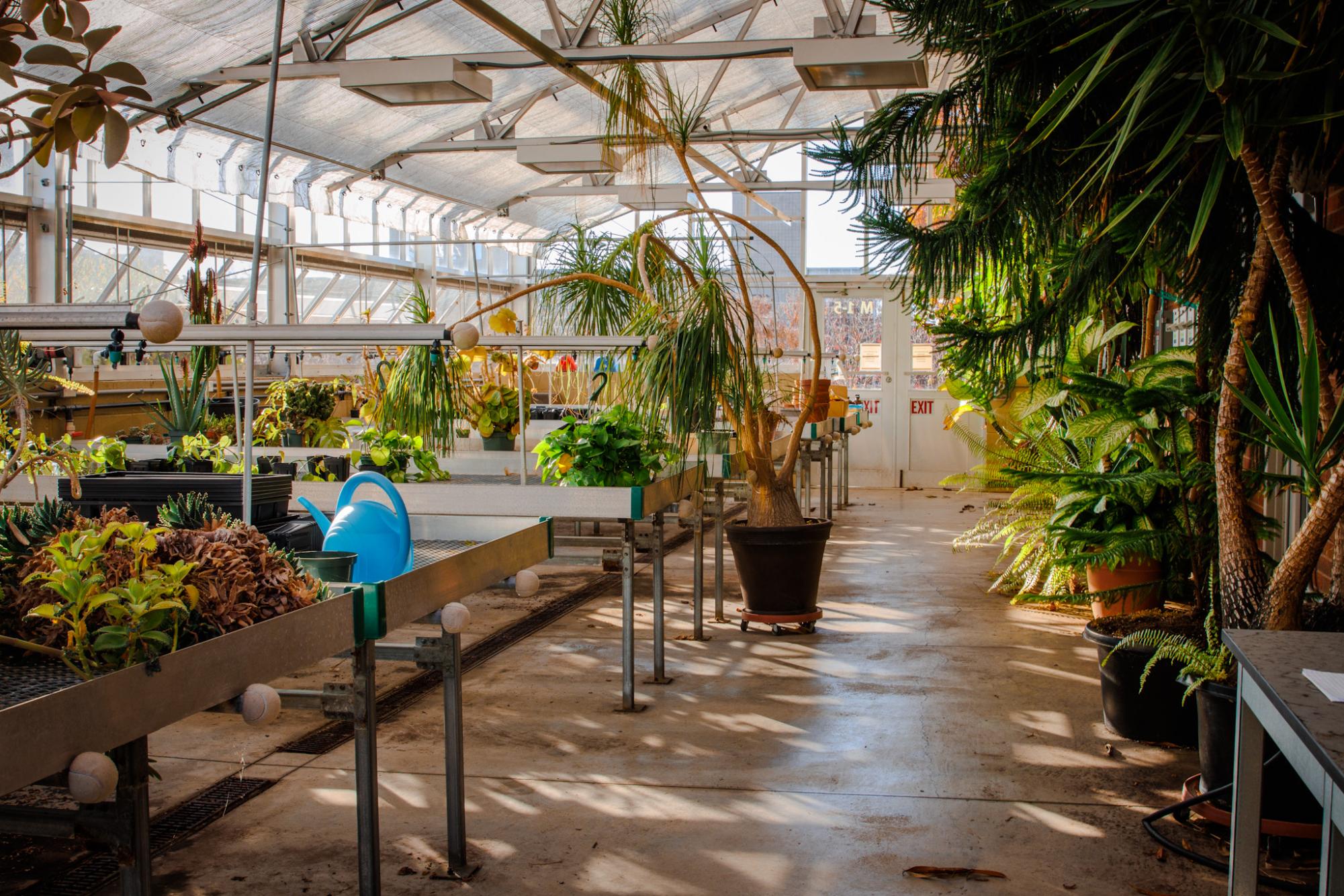 Tending the campus greenhouse