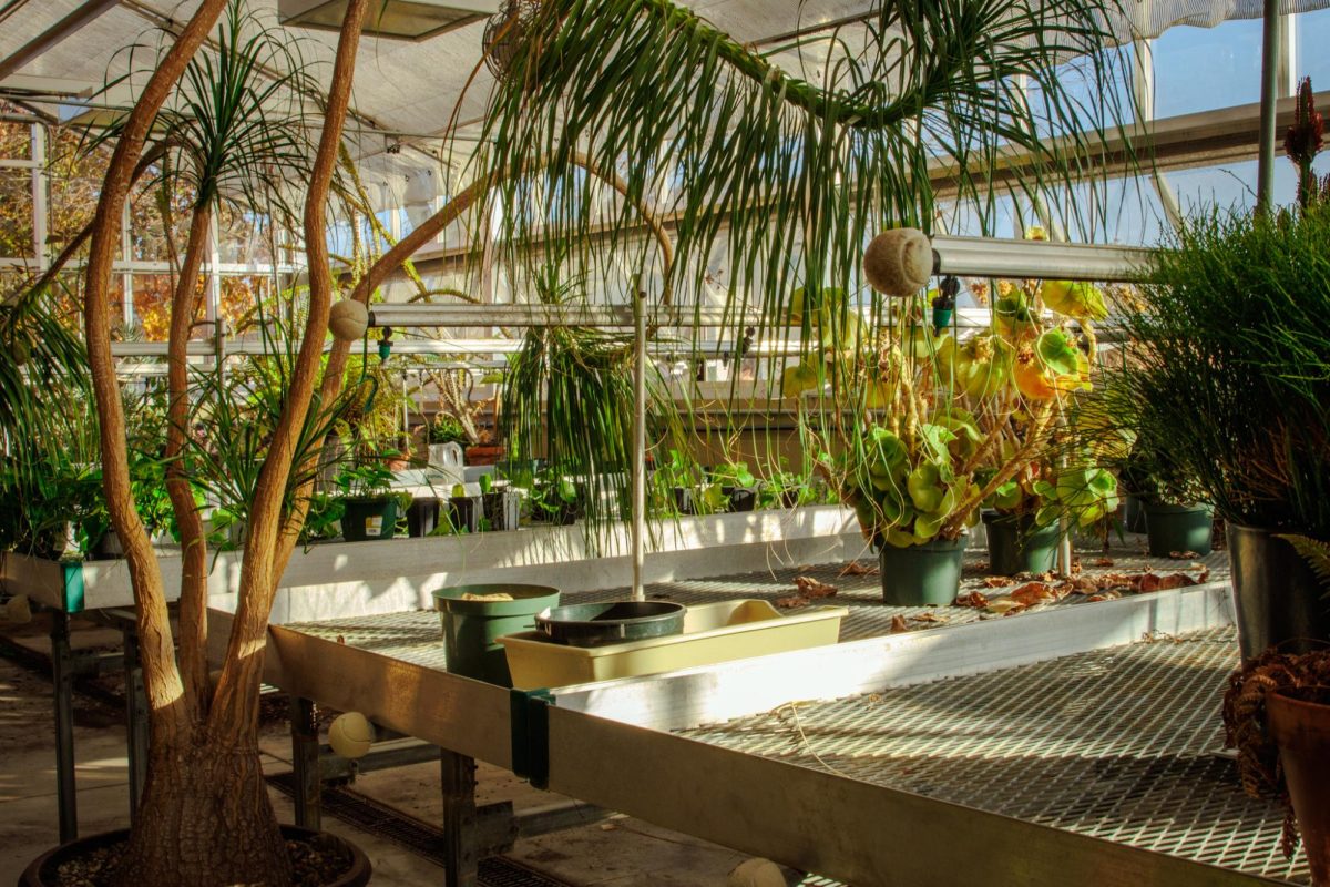 Inside ECC’s greenhouse, a variety of plants show the space’s potential and the hands on learning oopportunities students will have once the cleanup is complete.