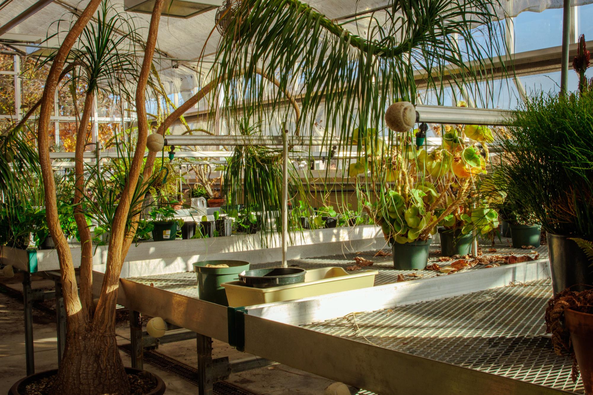 Tending the campus greenhouse
