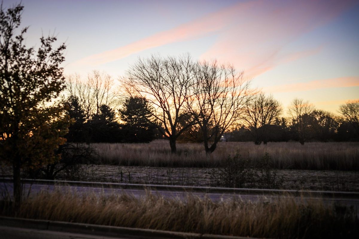 Prairie plants on the south side of Spartan Drive at Elgin Community College on Thursday Nov. 13, 2025 