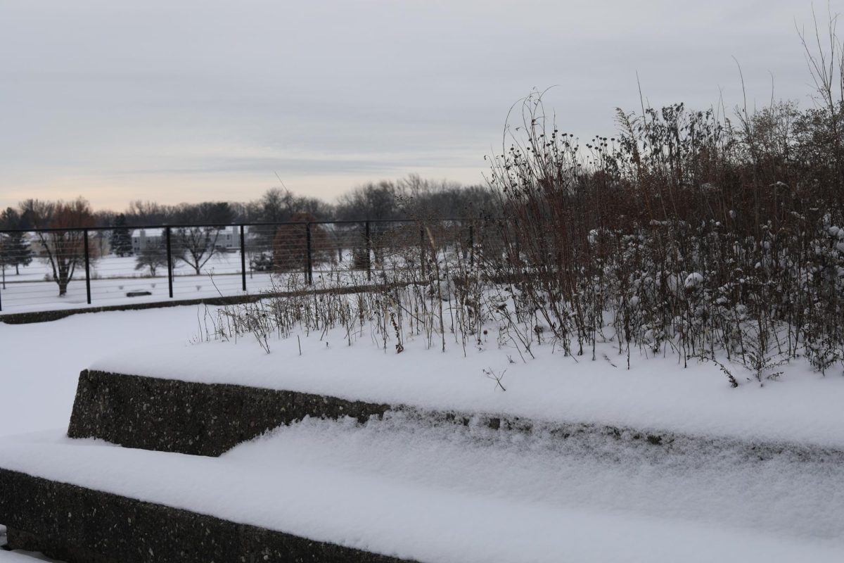 Dried prairie plants in the snow.