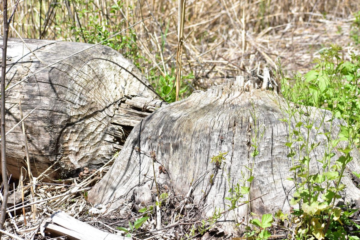 A tree lays chopped down due to the Beaver's strong teeth on May 11, 2026. It was able to be identified that a beaver had been there due to the way it was cut down.