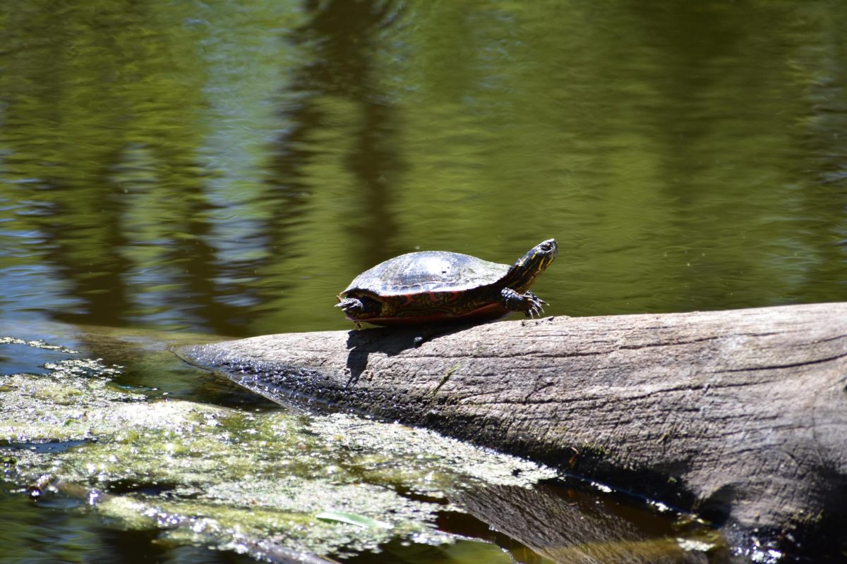 Many creatures such as turtles take refuge at structures that the beavers have created on May 11, 2026. Beavers had been a very important part of the ecosystem.