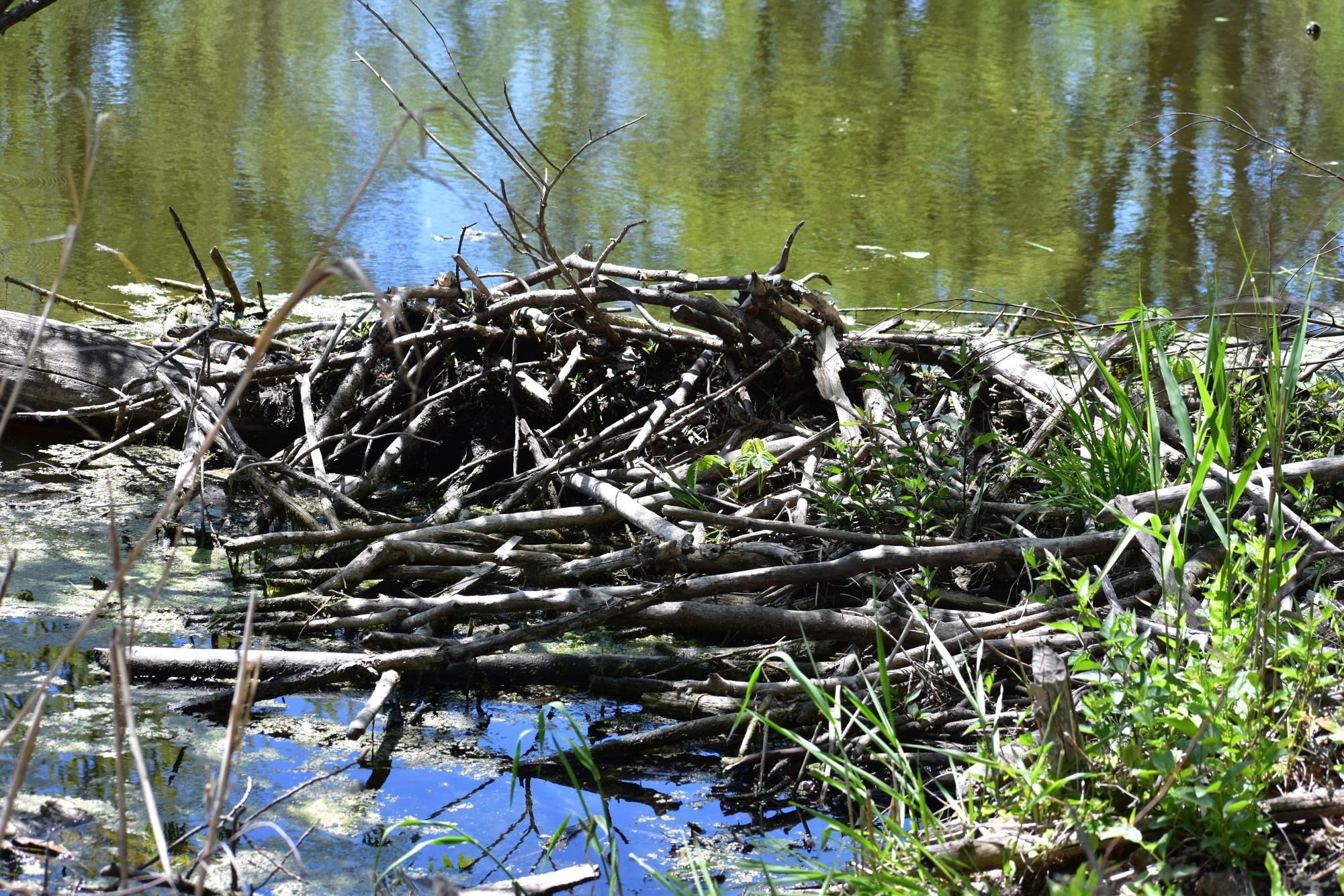 A Beaver's Work Is Never Done