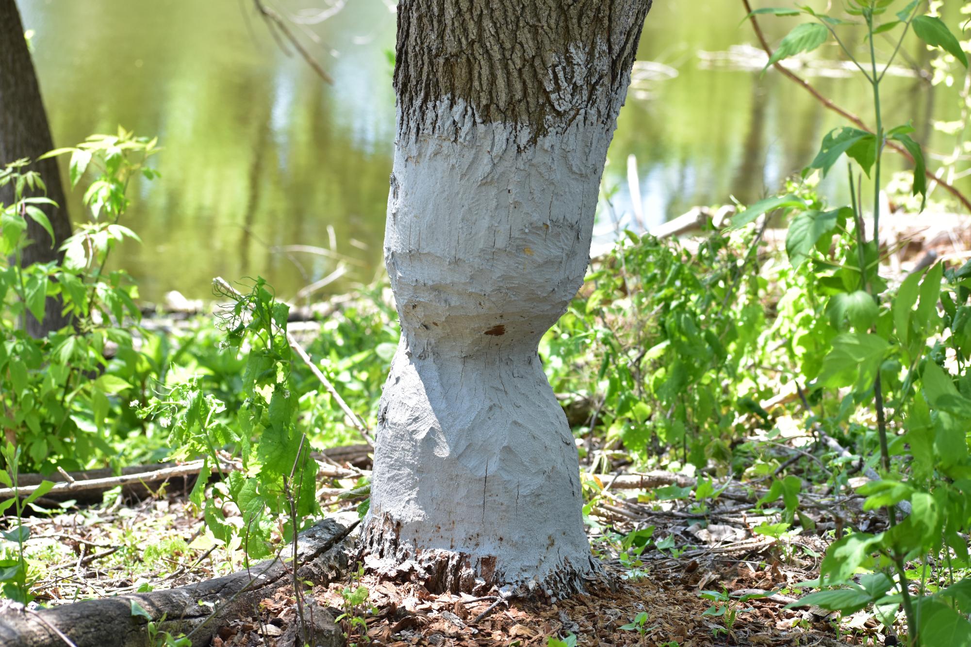 A Beaver's Work Is Never Done