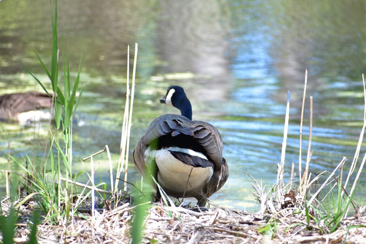 A goose stands near the water edge trying to scavenge for food on May 11, 2026. Due to the beavers affects on the ecosystem, there were many spots where numerous food sources were located.