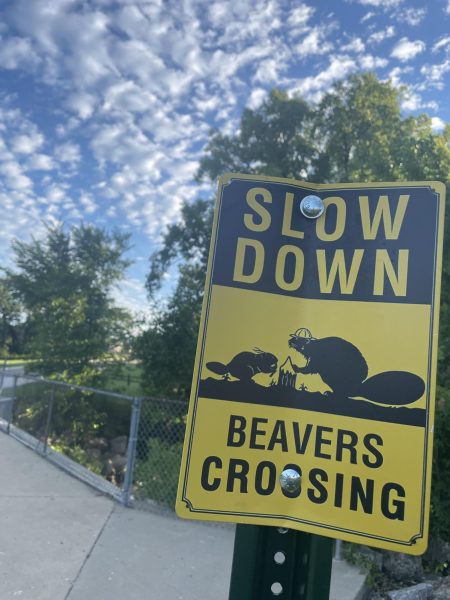Beavers can be found throughout our community. This sign notes their presence near Elgin High School. 