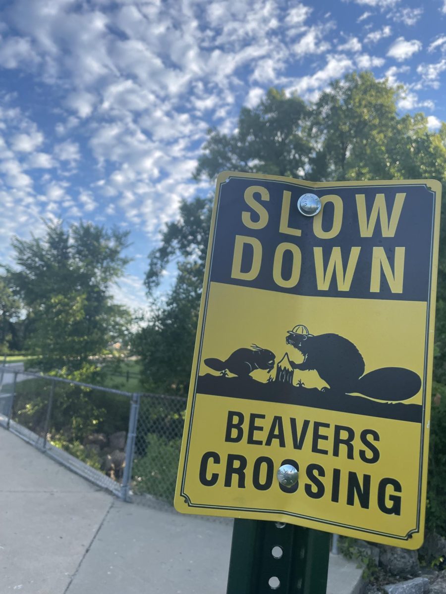 Beavers can be found throughout our community. This sign notes their presence near Elgin High School. 